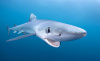 Blue Shark